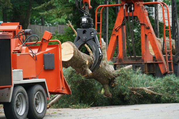 How Our Tree Care Process Works  in  Bowling Green, MD